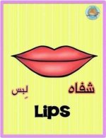 أعضاء الجسم باللغة الانجليزية للأطفال