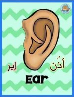 أعضاء الجسم باللغة الانجليزية للأطفال