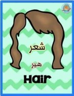 أعضاء الجسم باللغة الانجليزية للأطفال