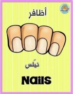 أعضاء الجسم باللغة الانجليزية للأطفال