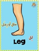 أعضاء الجسم باللغة الانجليزية للأطفال