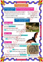 مفهوم 2 الدرس 2 ساينس للصف الرابع الإبتدائي ترم أول 2022