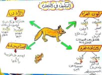 تأسيس جميل للمرحلة للصفوف الاولى