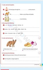 مراجعات الأضواء في اللغة الانجليزية للصف الرابع الابتدائي مناهج مصر