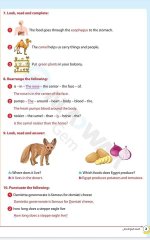 مراجعات الأضواء في اللغة الانجليزية للصف الرابع الابتدائي مناهج مصر