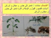 مراجعه عملي علوم للصف الاول الاعدادي الترم الأول 2022 مناهج مصر