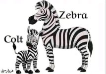 الحيوانات و أبنائها باللغة الإنجليزية