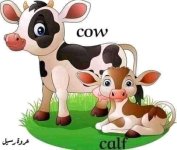 الحيوانات و أبنائها باللغة الإنجليزية
