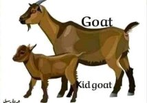 الحيوانات و أبنائها باللغة الإنجليزية