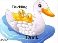 الحيوانات و أبنائها باللغة الإنجليزية