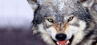 لماذا يخاف الجن من الذئب هل هذه حقيقة ؟
