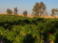 مواطن ينجح في استنبات 15 نوعاً من النباتات البرية