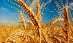 سعر القمح  وسبب ارتفاع الأسعار في السعودية عام 2022
