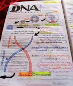 ملخص فى DNA لمادة الأحياء للصف الثالث الثانوى الترم الثاني 2023 المنهاج المصري