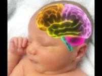 اهم بحث عن مراحل تطور دماغ الطفل