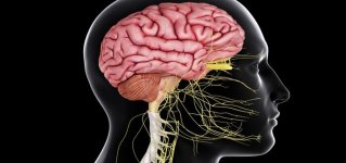 ما هو الجهاز العصبي المركزي و وظائفه
