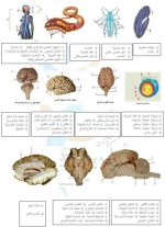 رسومات الدرس الأول علوم بكلوريا سوريا